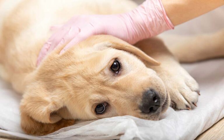 Puppy deworming schedule