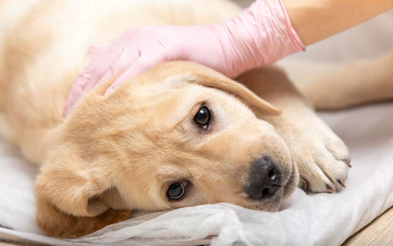 Deworming a puppy