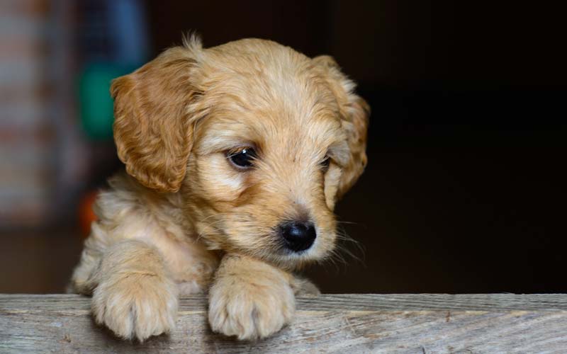 Deworming medication for puppies