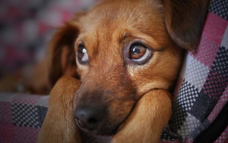 Dogs scared of sneezing