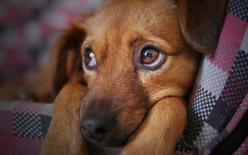 Dogs startled by loud noises