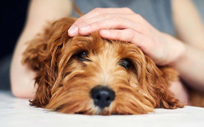 Dogs scared of sneezing