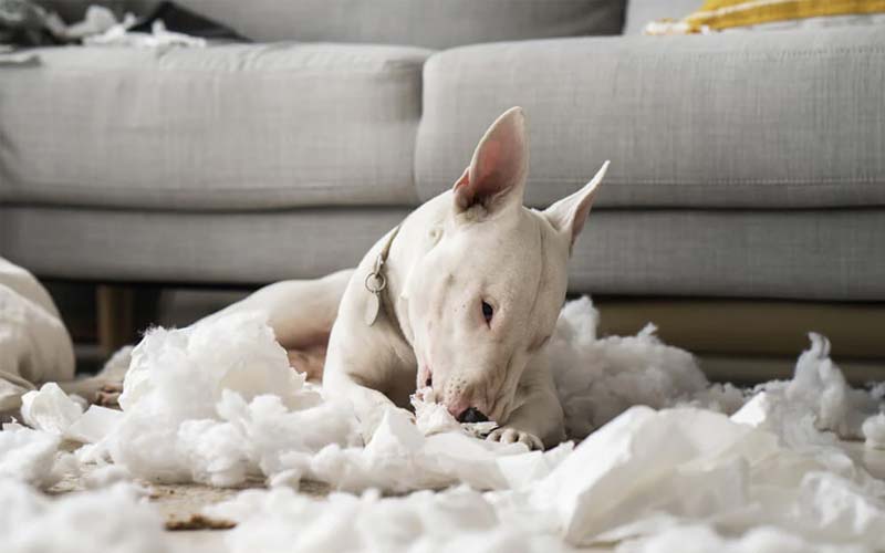 Dog chewing on furniture