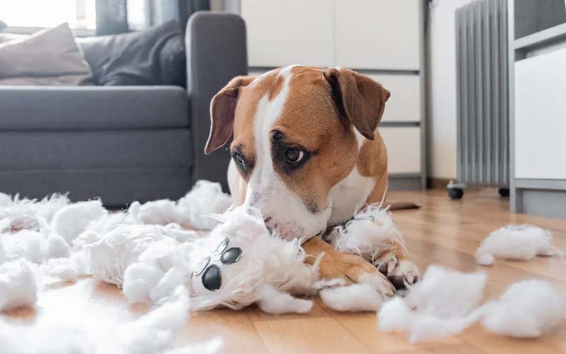 Dog chewing behavior