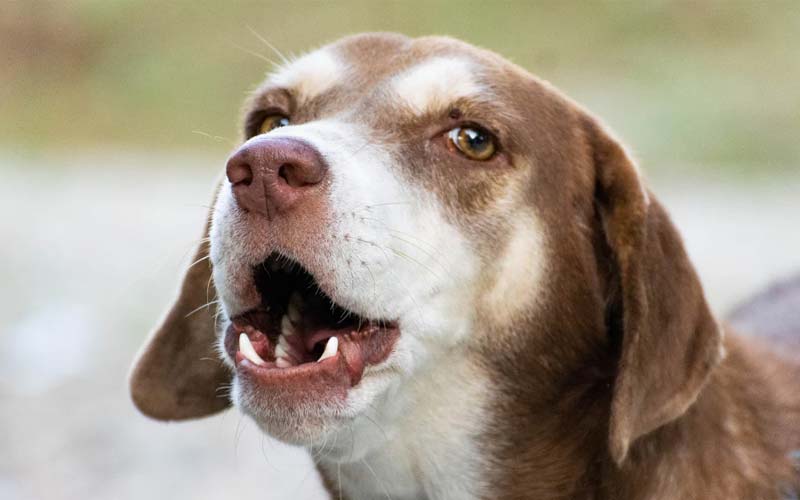 Dog reaction to gasping