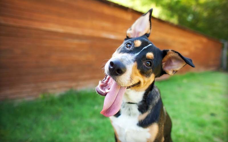 Dog behavior sudden noise