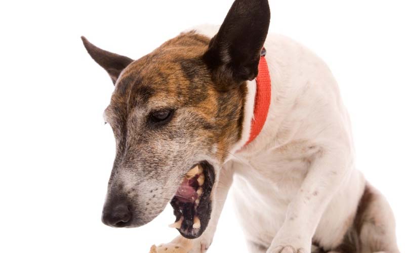 Causes of sneezing in dogs