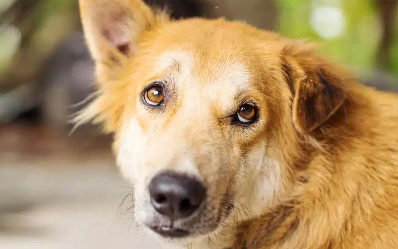 Dog discomfort with breath