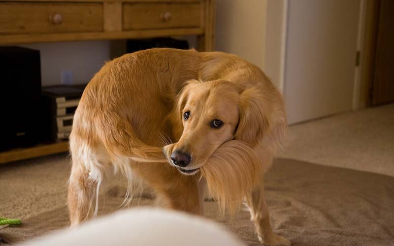 Dog behavior and tail