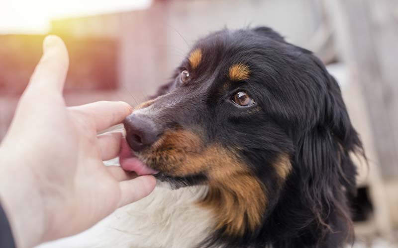 Dog dislikes tail touch