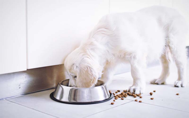 Dog knocking over food bowl