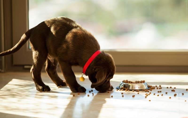 Dog spills food bowl