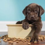 Why do dogs knock over their food bowls