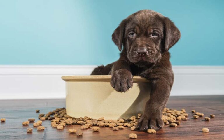 Why do dogs knock over their food bowls