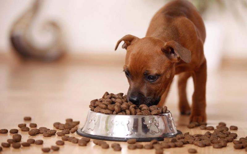 Dog pushes food bowl