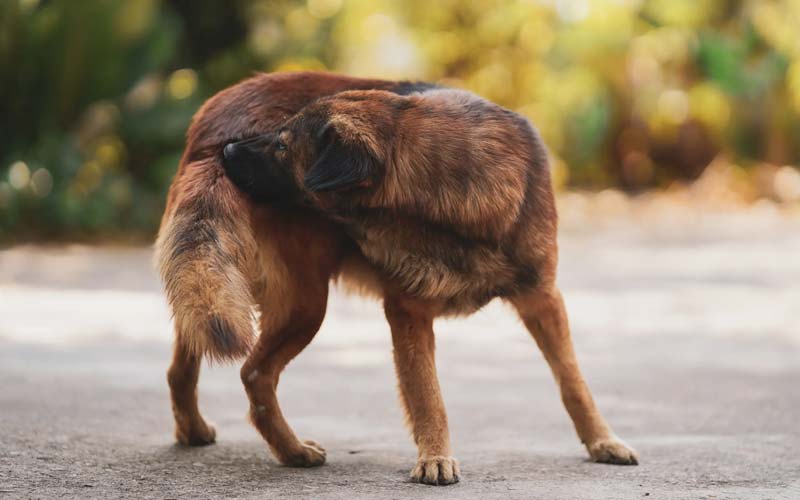 Dog itching causes