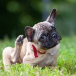 Dog itching causes