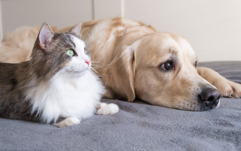 Dog intelligence vs cat intelligence