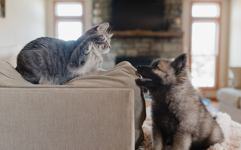 Comparing cat and dog intelligence