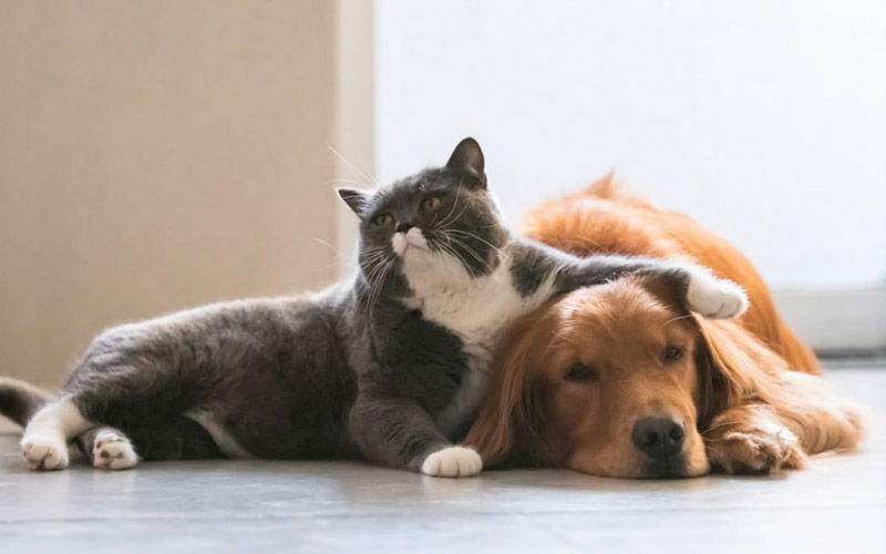 Cognitive abilities of cats and dogs