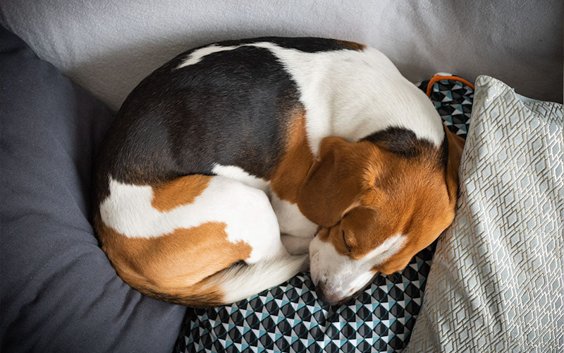 Do dogs prefer quiet when sleeping