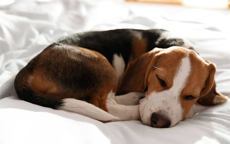 Best sleep environment for dogs