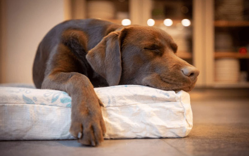 Dogs and noise sensitivity during sleep