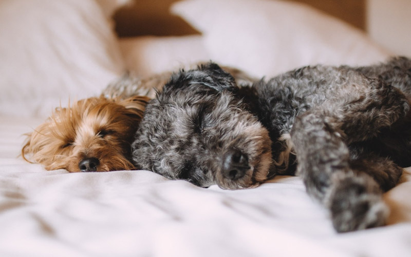 How to help dogs sleep better