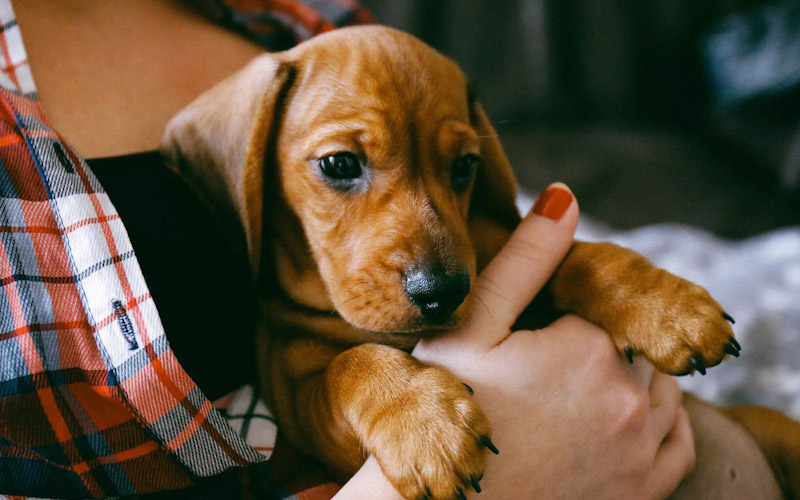 Do dogs recognize their first owner?