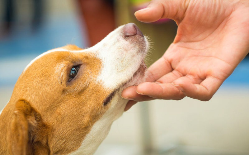 Can dogs recognize their old owners after years?