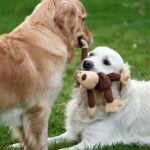 Male vs female dog behavior