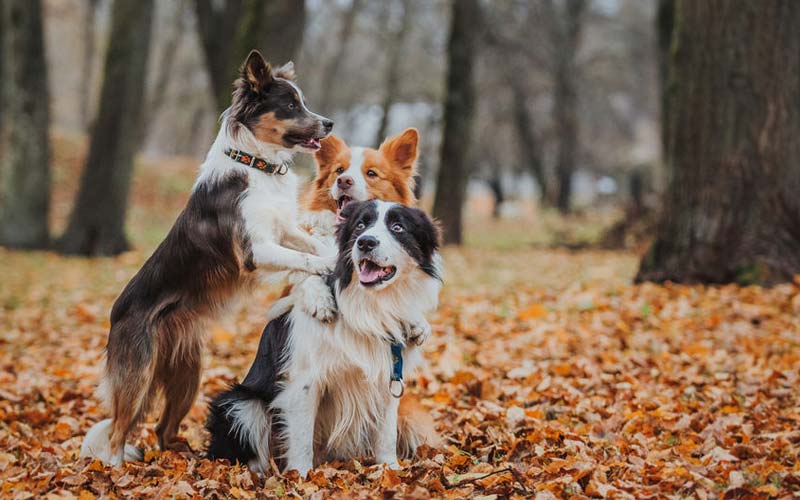 Are male or female dogs easier to train?