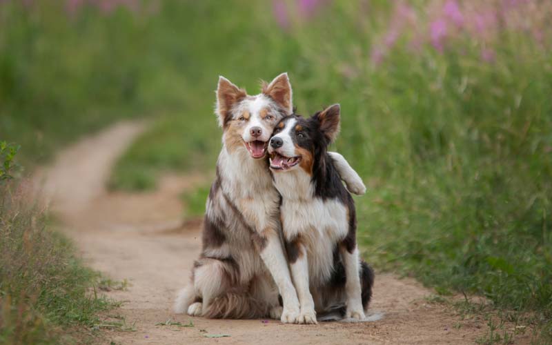 Male dog behavior traits