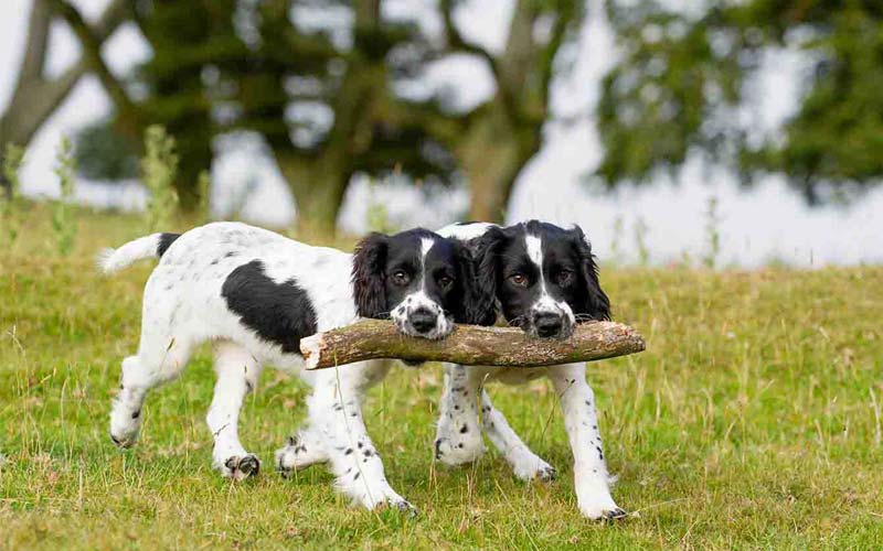 Gender differences in dogs