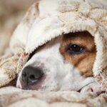 Signs your dog is cold