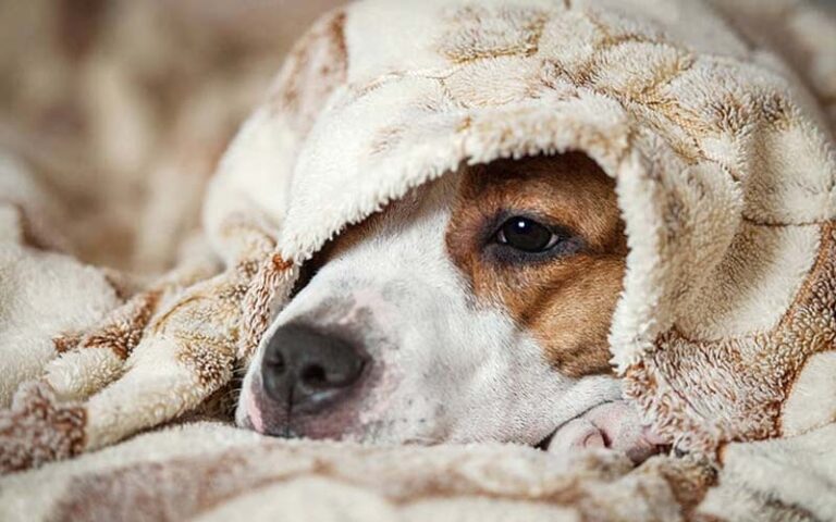 Signs your dog is cold