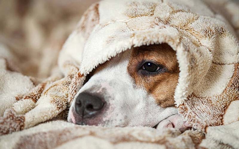 How to tell if a dog is cold