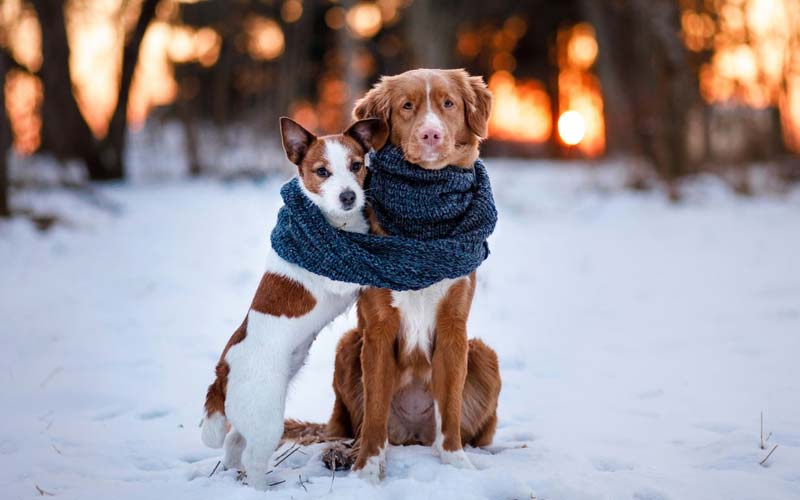 Signs your dog is cold