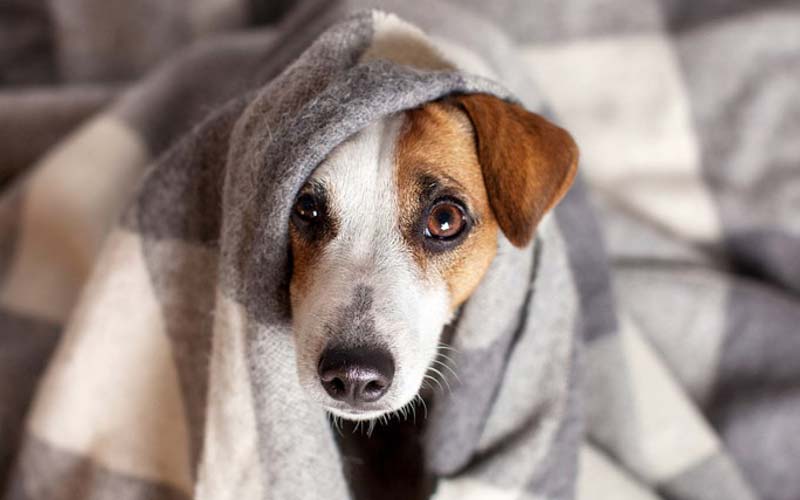 Dog symptoms of being cold