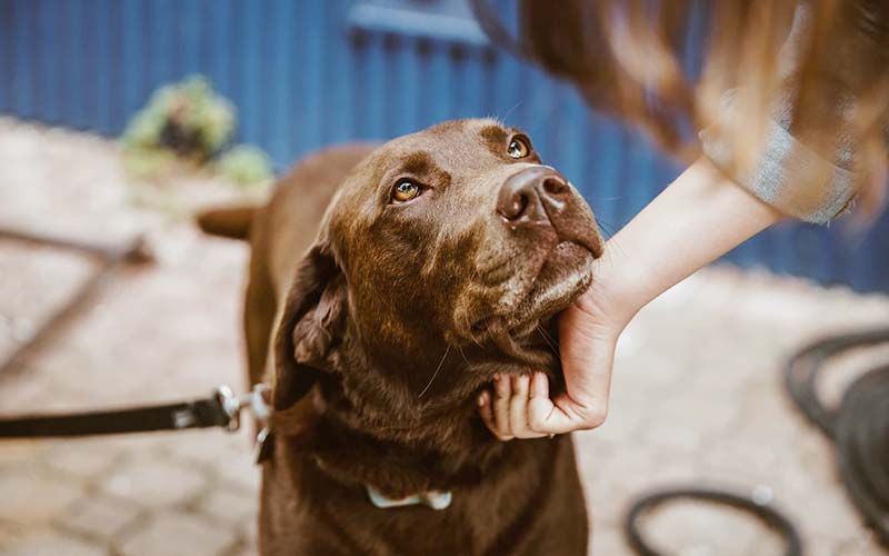 Signs of dog dominance