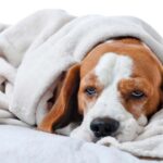 Signs your dog has a cold