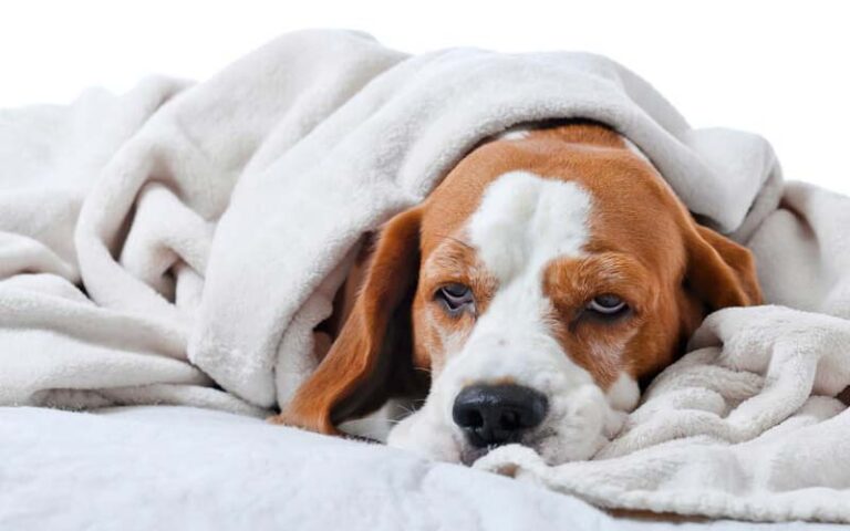 Signs your dog has a cold