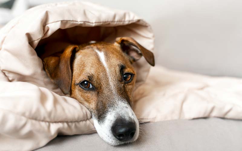 Dog cold symptoms