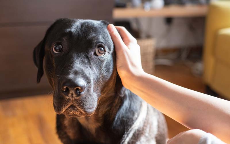 Dog emotions after being hurt