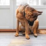 Dog urination behavior