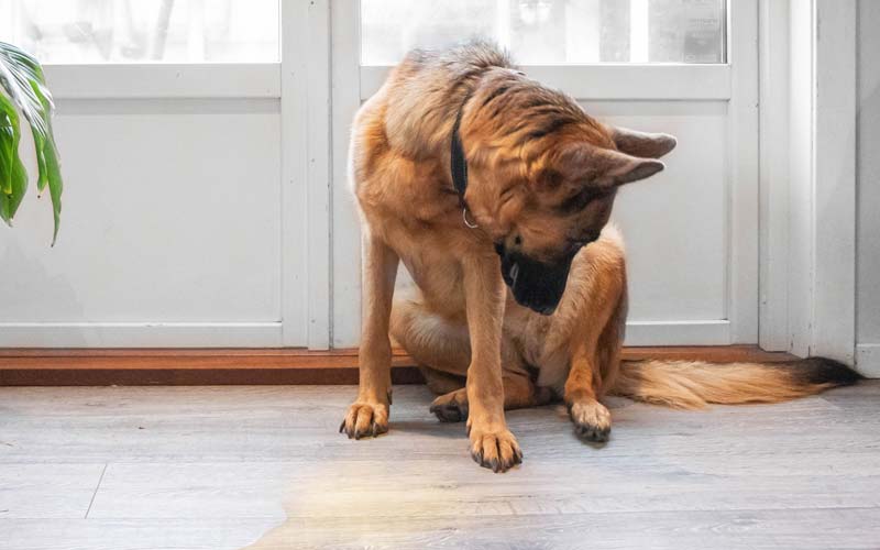 Dog urination behavior