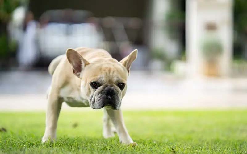 Submissive urination in dogs