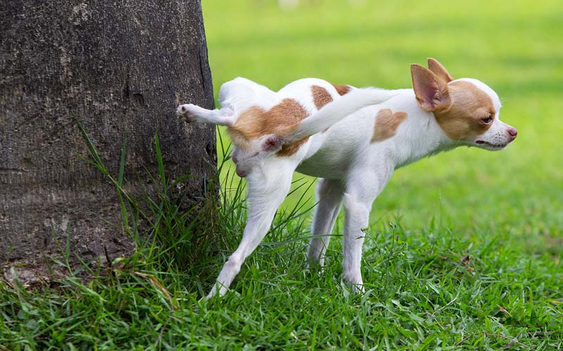 Dog peeing when scared