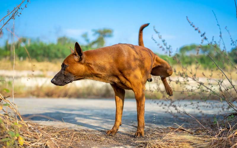 Dog anxiety around people