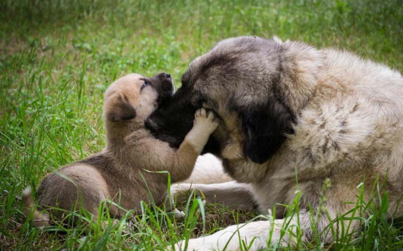 Newborn puppy safety